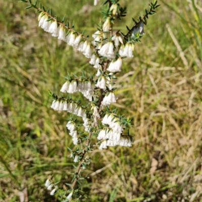 Styphelia fletcheri subsp. brevisepala (Twin Flower Beard-Heath) at Isaacs, ACT - 1 Sep 2021 by Mike