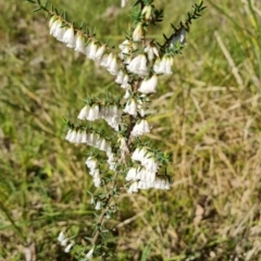 Leucopogon fletcheri subsp. brevisepalus (Twin Flower Beard-Heath) at Isaacs, ACT - 1 Sep 2021 by Mike
