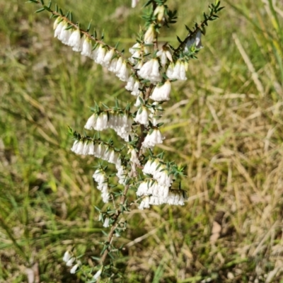 Leucopogon fletcheri subsp. brevisepalus (Twin Flower Beard-Heath) at Isaacs Ridge - 1 Sep 2021 by Mike