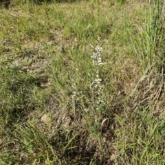 Styphelia fletcheri subsp. brevisepala at Isaacs, ACT - 1 Sep 2021