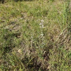 Leucopogon fletcheri subsp. brevisepalus at Isaacs, ACT - 1 Sep 2021