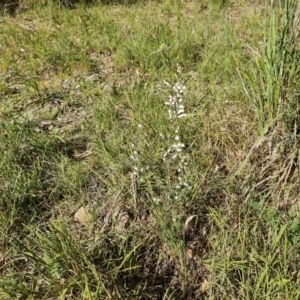 Styphelia fletcheri subsp. brevisepala at Isaacs, ACT - 1 Sep 2021