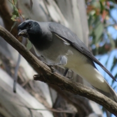 Coracina novaehollandiae (Black-faced Cuckooshrike) at Kama - 31 Aug 2021 by Christine