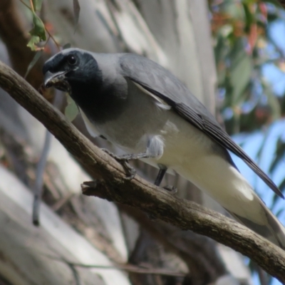 Coracina novaehollandiae (Black-faced Cuckooshrike) at Molonglo River Reserve - 31 Aug 2021 by Christine