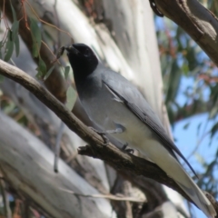 Coracina novaehollandiae at Holt, ACT - 31 Aug 2021