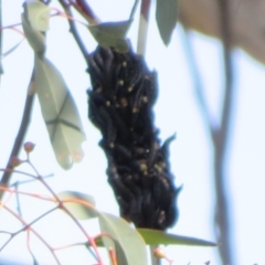 Perga sp. (genus) (Sawfly or Spitfire) at Holt, ACT - 31 Aug 2021 by Christine