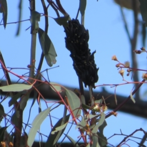 Perga sp. (genus) at Holt, ACT - 31 Aug 2021