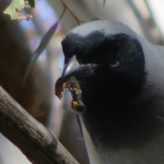 Perga sp. (genus) at Holt, ACT - 31 Aug 2021