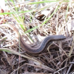 Morethia boulengeri (Boulenger's Skink) at Molonglo River Reserve - 31 Aug 2021 by Christine