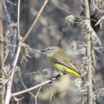 Acanthiza chrysorrhoa (Yellow-rumped Thornbill) at Whitlam, ACT - 31 Aug 2021 by Christine