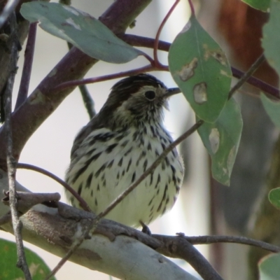Pyrrholaemus sagittatus (Speckled Warbler) at Hawker, ACT - 31 Aug 2021 by Christine