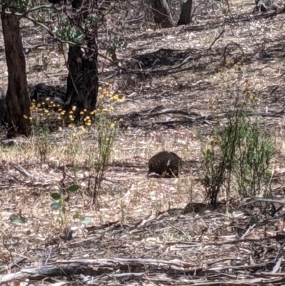 Tachyglossus aculeatus (Short-beaked Echidna) at Burrandana, NSW - 8 Jan 2021 by Darcy