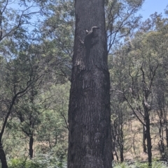 Varanus varius (Lace Monitor) at Woomargama National Park - 11 Jan 2021 by Darcy