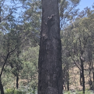 Varanus varius at Woomargama, NSW - suppressed