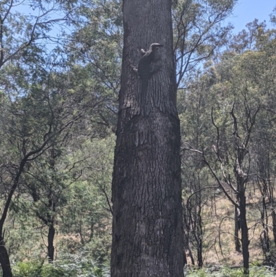 Varanus varius (Lace Monitor) at Woomargama National Park - 11 Jan 2021 by Darcy