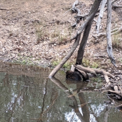 Tachyglossus aculeatus (Short-beaked Echidna) at Livingstone State Conservation Area - 4 Feb 2021 by Darcy