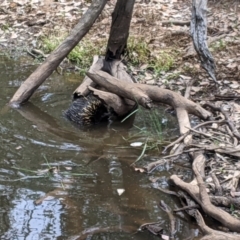 Tachyglossus aculeatus at Burrandana, NSW - 4 Feb 2021 12:40 PM