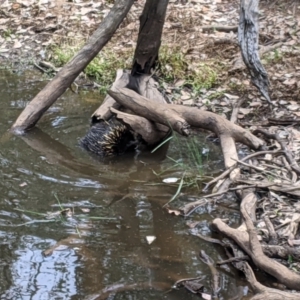 Tachyglossus aculeatus at Burrandana, NSW - 4 Feb 2021