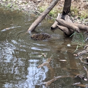 Tachyglossus aculeatus at Burrandana, NSW - 4 Feb 2021 12:40 PM