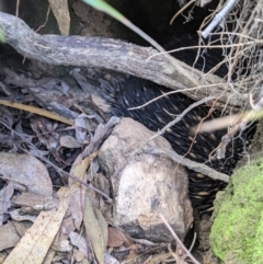 Tachyglossus aculeatus (Short-beaked Echidna) at Woomargama National Park - 14 Feb 2021 by Darcy