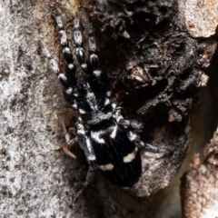 Lampona sp. (genus) at Bruce, ACT - 1 Sep 2021