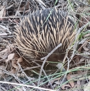Tachyglossus aculeatus at O'Connor, ACT - 1 Sep 2021