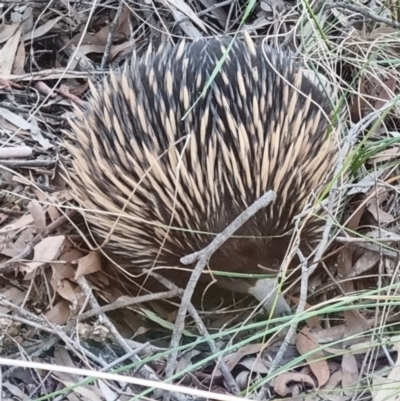 Tachyglossus aculeatus (Short-beaked Echidna) at O'Connor, ACT - 1 Sep 2021 by jpittock