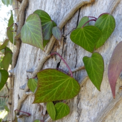 Hedera helix (Ivy) at Kaleen, ACT - 1 Sep 2021 by Dibble