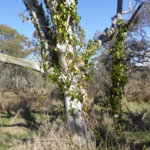 Hedera sp. (helix or hibernica) at Gungaderra Grasslands - 1 Sep 2021