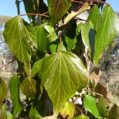 Hedera sp. (helix or hibernica) at Gungaderra Grasslands - 1 Sep 2021