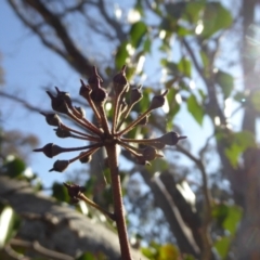 Hedera sp. (helix or hibernica) at Gungaderra Grasslands - 1 Sep 2021