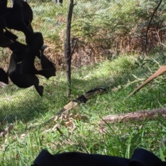 Varanus varius (Lace Monitor) at Woomargama National Park - 20 Feb 2021 by Darcy
