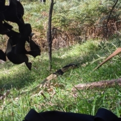 Varanus varius (Lace Monitor) at Woomargama, NSW - 19 Feb 2021 by Darcy