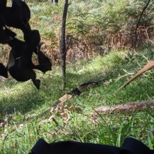 Varanus varius at Woomargama, NSW - 20 Feb 2021