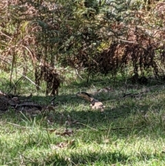 Varanus varius at Woomargama, NSW - 20 Feb 2021