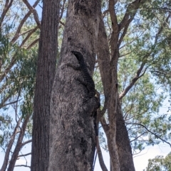 Varanus varius (Lace Monitor) at Woomargama National Park - 20 Feb 2021 by Darcy