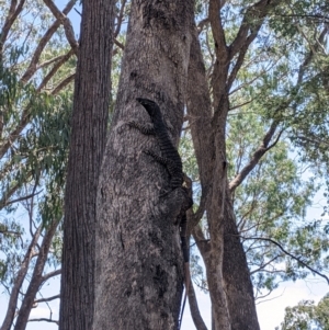 Varanus varius at Woomargama, NSW - 20 Feb 2021