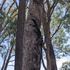 Varanus varius at Woomargama, NSW - suppressed