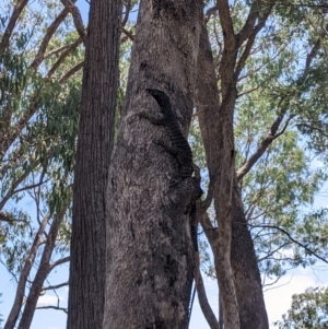 Varanus varius at Woomargama, NSW - 20 Feb 2021
