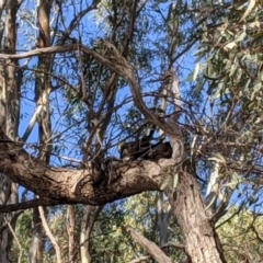 Pomatostomus temporalis temporalis at Kerang, VIC - 5 Mar 2021