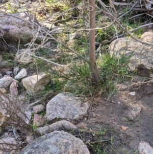 Acacia phasmoides at Talmalmo, NSW - 29 May 2021