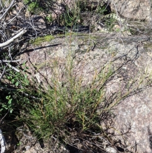 Acacia phasmoides at suppressed - 29 May 2021