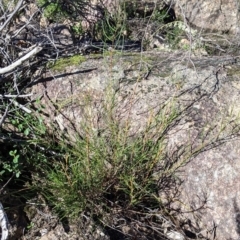 Acacia phasmoides (Phantom Wattle) at Talmalmo, NSW - 29 May 2021 by Darcy
