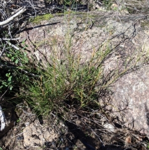 Acacia phasmoides at suppressed - suppressed