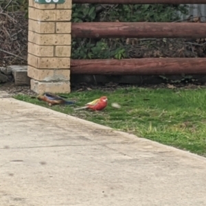 Platycercus eximius at Jindera, NSW - 30 Jun 2021