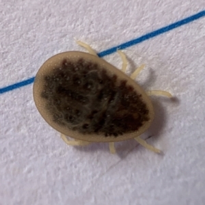 Argas sp. (genus) at Murrumbateman, NSW - 1 Sep 2021