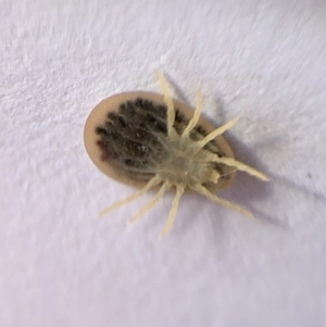 Argas sp. (genus) at Murrumbateman, NSW - 1 Sep 2021