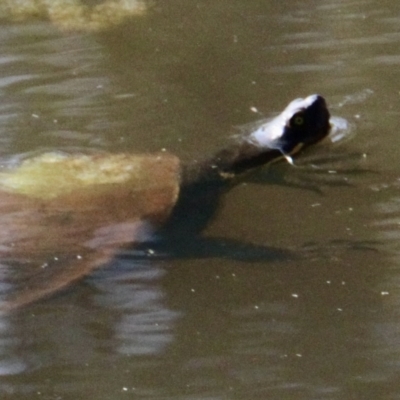 Emydura macquarii (Macquarie Turtle) at Albury - 1 Sep 2021 by PaulF