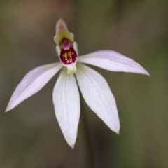 Caladenia carnea (Pink Fingers) at Penrose, NSW - 26 Aug 2021 by Aussiegall