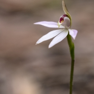 Caladenia carnea at Penrose, NSW - 26 Aug 2021